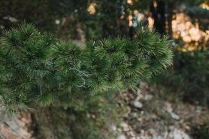 Fluffy branches of green pine tree. . Close-up. photo