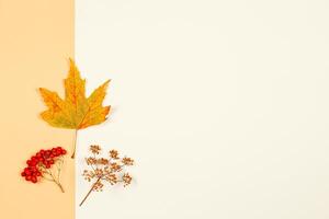 Autumn background with yellow maple leaf and rowan berries. Yellow pastel background. photo
