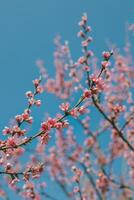 hermosa melocotón rama con rosado florecer en un azul cielo. foto