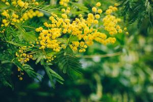 hermosa amarillo mimosa flores en un primavera jardín. foto