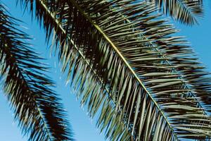 Palm tree in a blue sky on a sunny day. Minimal concept. photo