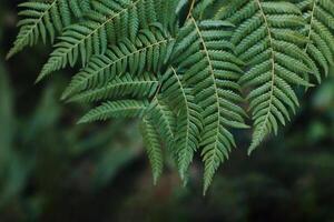 Beautiful fresh fern leaves on a dark background. photo