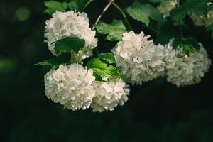 Beautiful branch with white flowers of Viburnum Boule de Neige Roseum in a spring garden. photo