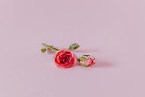 Beautiful pink Rose flowers on a pink pastel background. photo