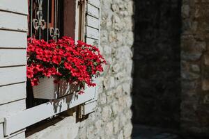 Beautiful red petunia flowers on a summer street. photo