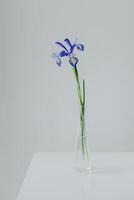 Beautiful Iris flower on a light grey background. Minimal concept. photo