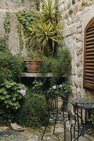 Beautiful yard with plants in the old town of Dubrovnik, Croatia. Travel destination in Croatia. photo