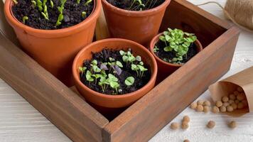 Pots with various vegetables seedlings. video