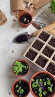 Pots with various vegetables seedlings. video