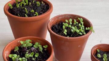 Pots with various vegetables seedlings. video