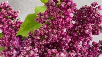 Bunch of spring lilac purple flowers in a vase video