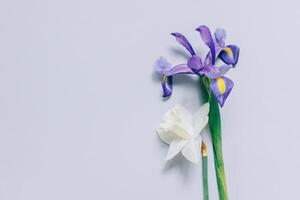 Bouquet of tender Daffodil narcissus and Iris flowers on a grey background. photo