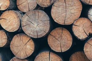 Preparation of firewood for the winter. Firewood background. photo