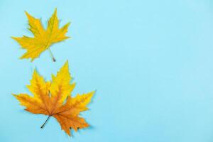 Beautiful autumn maple leaves on blue pastel background. Place for text. Minimal. photo