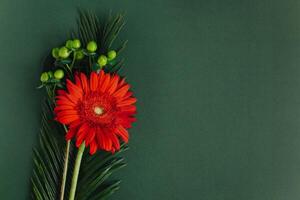 Beautiful red Gerbera flower with green leaves on a dark green background. photo