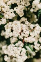 hermosa blanco florecer de fotinia en un primavera jardín. foto