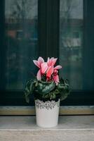 Beautiful pink cyclamen flower on the window. photo