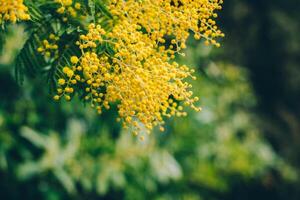 Beautiful yellow mimosa flowers in a spring garden. photo