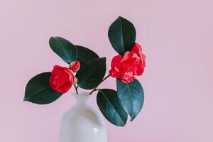 hermosa rosado camelia flores en un florero en un rosado pastel antecedentes. foto