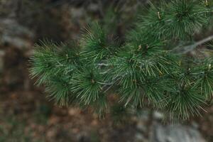 Fluffy branches of green pine tree. . Close-up. photo