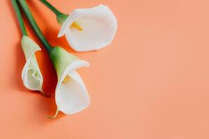 Beautiful white Calla Lilies flowers on a peach pastel background. photo