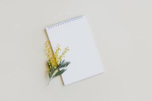 Notebook with blank page and mimosa flower on a light yellow background. photo