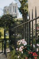 hermosa blanco salvaje Rosa en un antiguo jardín, París, Francia. foto