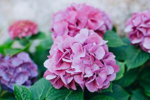 Amazing pink Hydrangea flowers in a garden. Selective focus. photo