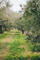 Beautiful old olive trees in a spring garden. photo