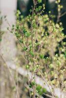 Branches with fresh green leaves in a garden. Spring background. photo