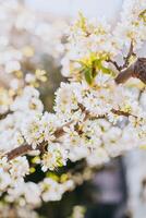 Beautiful branch with white blossom in a spring garden. Spring background. photo