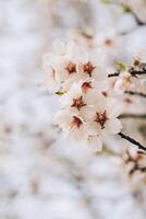 Beautiful branch with almond blossom in a spring garden. Selective focus. photo