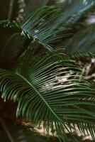 Blurred palm leaves in a sunlight. Summer background. photo