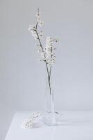 Beautiful blossom branches in a vase on a grey background. Spring minimalistic concept. photo