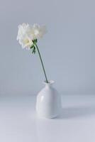 Beautiful white freesia flower in a vase on a grey background. photo