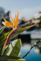 Beautiful Bird of Paradise flower Strelitzia reginae in a Porto Montenegro, Tivat. photo