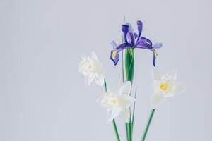 Bouquet of tender Daffodil narcissus and Iris flowers on a white background. photo