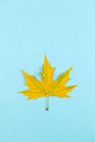 Beautiful autumn maple leaf on blue pastel background. Place for text. Minimal. photo