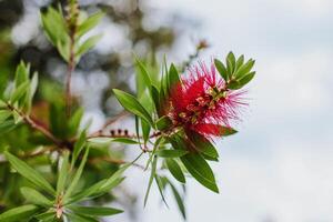 Amazing red flower of the blooming Callistemon tree in a spring garden. Close-up. photo