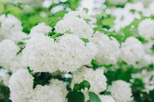 Beautiful branch with white flowers of Viburnum Boule de Neige Roseum in a spring garden. photo