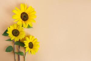 Three beautiful decorative sunflowers on orange pastel background. photo