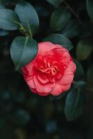 hermosa rosado camelia flor en un jardín. foto