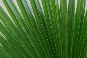 Fresh palm leaf in a sunlight. Concept green plant background. photo