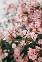 Beautiful pink oleander flowers on a summer street. photo