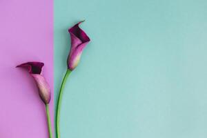 Two beautiful violet calla lilies on turquoise and violet background. photo