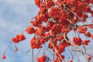 Bright rowan berries on a branch. Selective focus, blue background. photo
