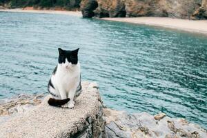 linda blanco y negro gato sentado en un Roca por el mar cerca buda, montenegro foto