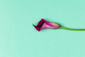Beautiful violet calla lily on turquoise background. Flat lay. photo