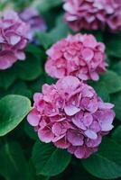 Amazing pink Hydrangea flowers in a garden. photo