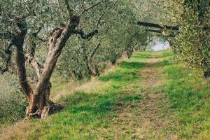 Beautiful old olive trees in a spring garden. photo